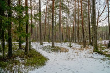 kış soğuk kar ve ağaç gövdeleri ile kırsal manzara