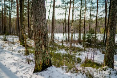 kış soğuk kar ve ağaç gövdeleri ile kırsal manzara