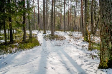 kış soğuk kar ve ağaç gövdeleri ile kırsal manzara