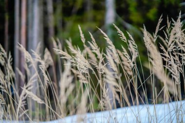 Kış soğuk ve çim b kar ve ağaç gövdeleri ile kırsal manzara