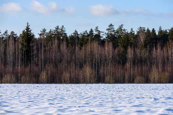 Invierno escena rural con nieve y troncos de árboles en frío — Foto de Stock