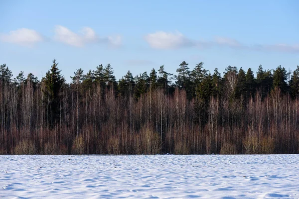 Zimowa scena z pni drzewa i śnieg w zimnej — Zdjęcie stockowe