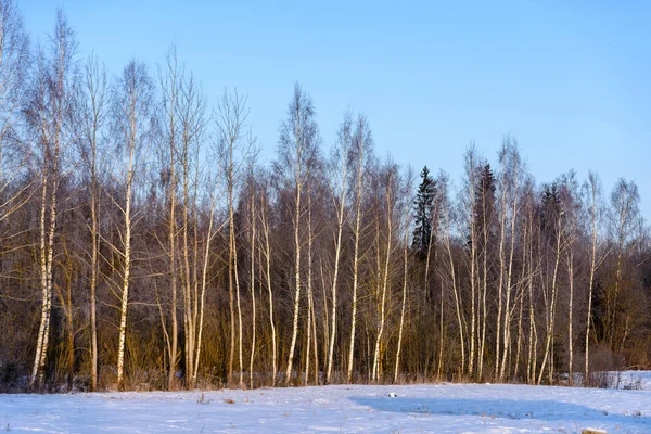 Cena rural de inverno com neve e troncos de árvore no frio — Fotografia de Stock