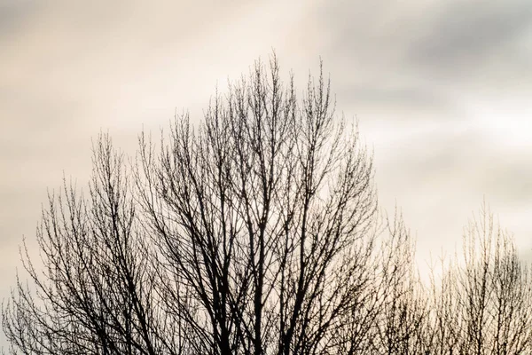 Invierno escena rural con nieve y troncos de árboles en frío —  Fotos de Stock