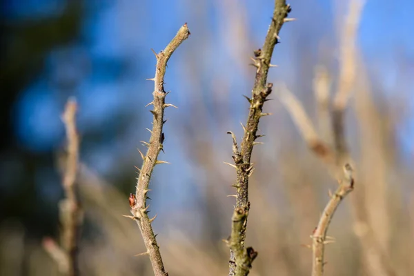 Kış soğuk kar ve ağaç gövdeleri ile kırsal manzara — Stok fotoğraf
