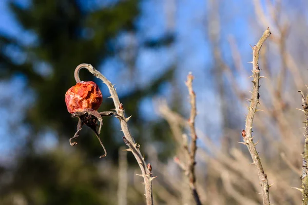 Vinter landsbygdens scen med snö och träd stammar i kallt — Stockfoto