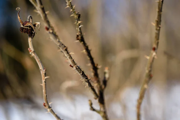 Invierno escena rural con nieve y troncos de árboles en frío — Foto de Stock