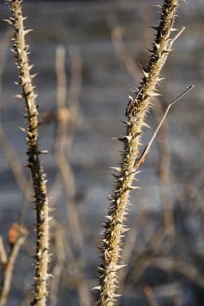 Winter ländliche Szene mit Schnee und Baumstämmen in der Kälte — Stockfoto