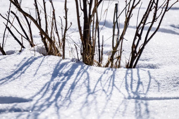 Invierno escena rural con nieve y troncos de árboles en frío —  Fotos de Stock
