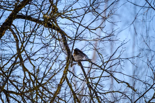 Scène rurale hivernale avec neige et troncs d'arbres dans le froid — Photo