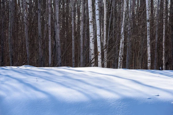 Scenario rurale invernale con neve e tronchi d'albero nel freddo e nelle ombre — Foto Stock