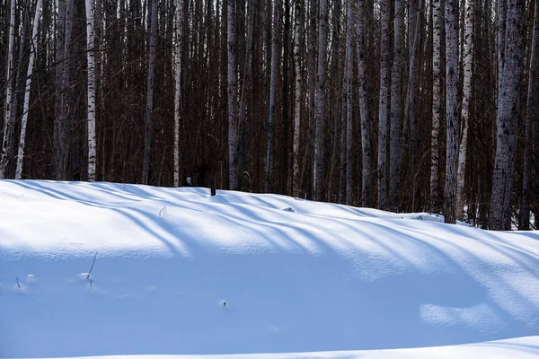 Scenario rurale invernale con neve e tronchi d'albero nel freddo e nelle ombre — Foto Stock