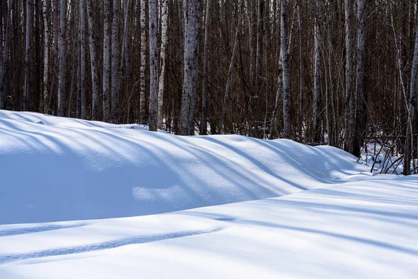 Scenario rurale invernale con neve e tronchi d'albero nel freddo e nelle ombre — Foto Stock