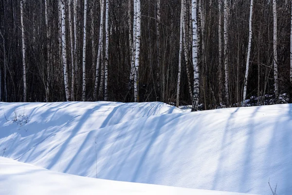 Scenario rurale invernale con neve e tronchi d'albero nel freddo e nelle ombre — Foto Stock