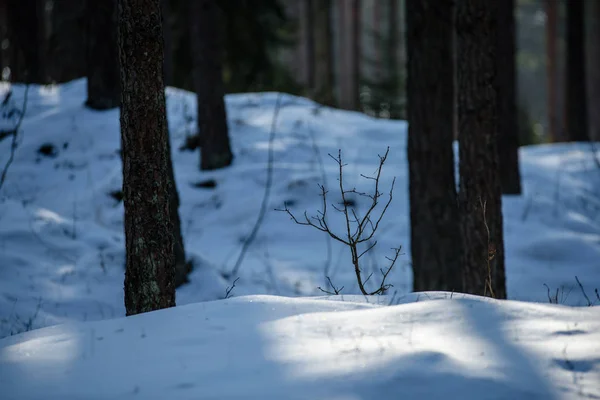 Vinter landdistrikterne scene med sne og træstammer i koldt - Stock-foto