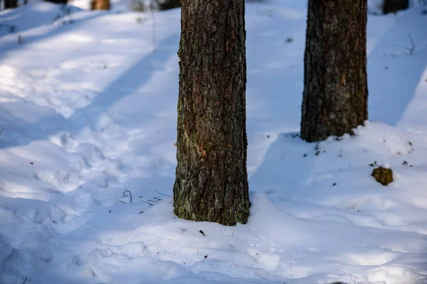 Scenario rurale invernale con neve e tronchi d'albero nel freddo — Foto Stock