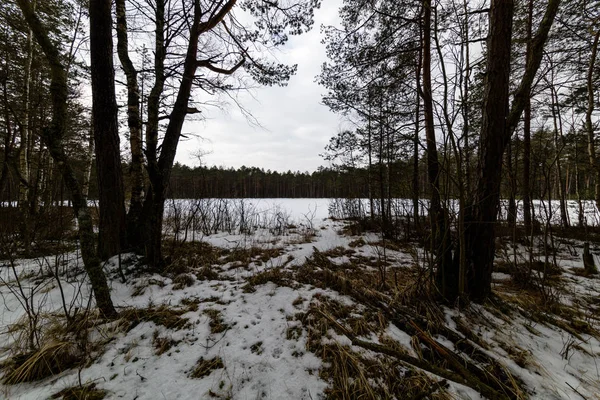 Зимняя сельская сцена со снегом и стволами деревьев в холоде — стоковое фото
