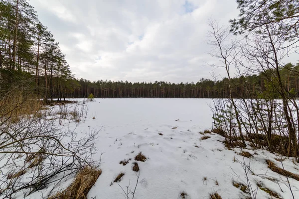 Vinter landsbygdens scen med snö och träd stammar i kallt — Stockfoto