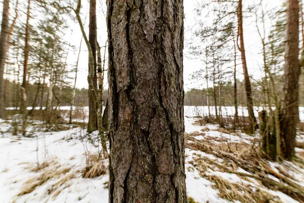 Зимова сільська сцена зі снігом та стовбурами дерев у холоді — стокове фото