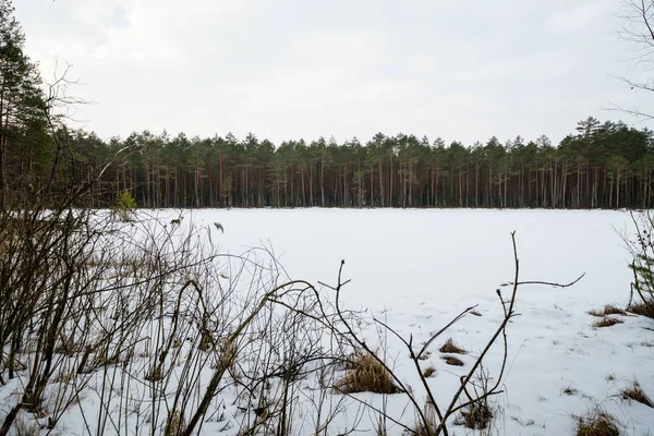 Χειμώνα αγροτική σκηνή με χιόνι και δέντρο κορμούς στο κρύο — Φωτογραφία Αρχείου