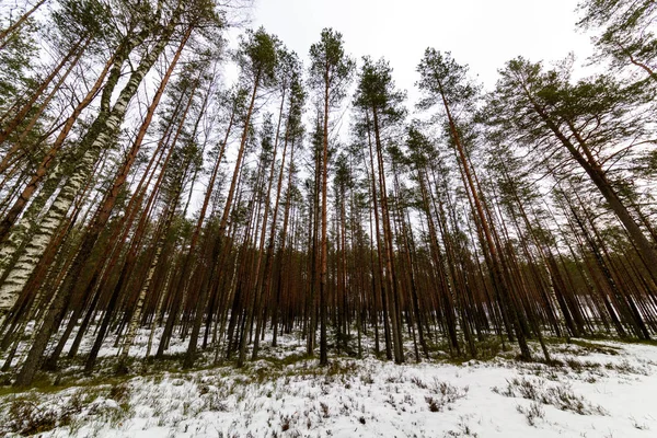 Hiver scène rurale avec de la neige et des branches d'arbres atteignant pour la — Photo