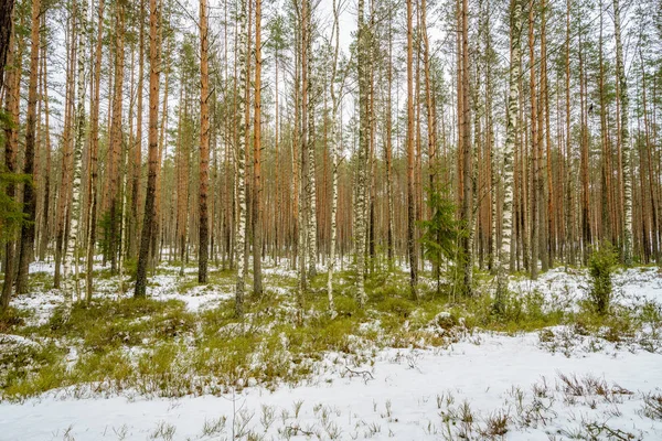 Cena rural de inverno com neve e troncos de árvore no frio — Fotografia de Stock