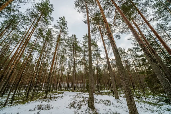 Kış için ulaşan kar ve ağaç dalları ile kırsal manzara — Stok fotoğraf