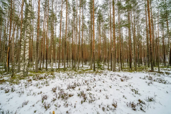 Cena rural de inverno com neve e troncos de árvore no frio — Fotografia de Stock