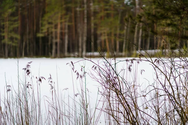 Scenario rurale invernale con neve e tronchi d'albero nel freddo — Foto Stock