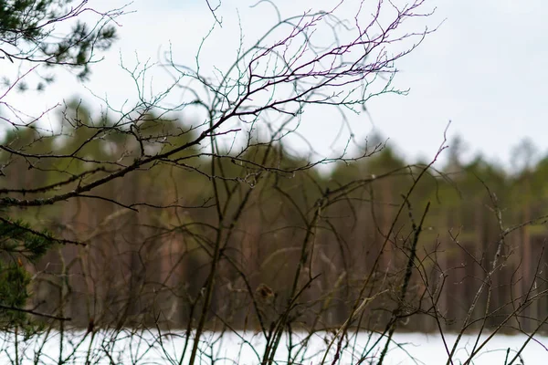 Vinter landsbygdens scen med snö och träd stammar i kallt — Stockfoto