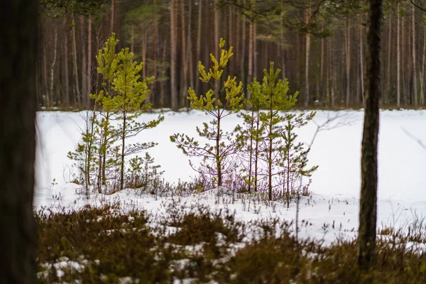 Landelijke scène van de winter met sneeuw en boom stam in koude — Stockfoto