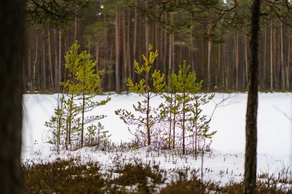 Landelijke scène van de winter met sneeuw en boom stam in koude — Stockfoto
