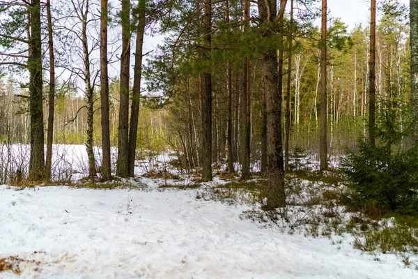 Scène rurale hivernale avec neige et troncs d'arbres dans le froid — Photo