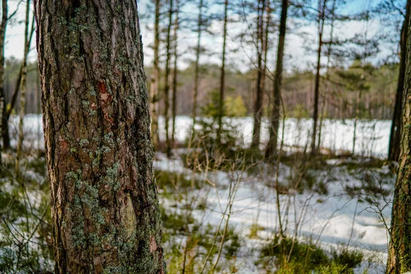 Winter ländliche Szene mit Schnee und Baumstämmen in der Kälte — Stockfoto