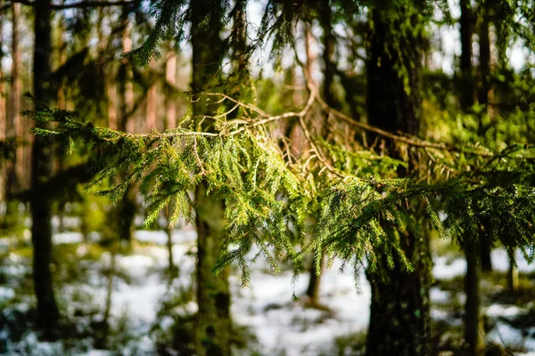 Зимняя сельская сцена со снегом и стволами деревьев в холоде — стоковое фото