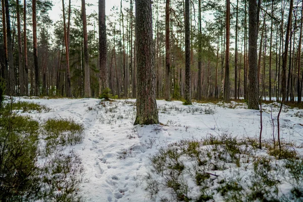 Cena rural de inverno com neve e troncos de árvore no frio — Fotografia de Stock