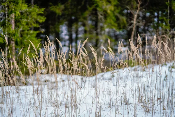 冬寒くて草 b で雪とツリー トランクと田園風景 — ストック写真