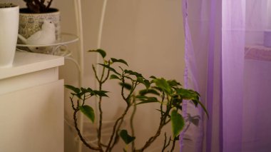 beyaz iç dekorasyon tema düğün, çiçekler