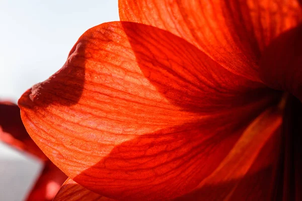 Tema decorazioni nuziali, fiori rossi in interni bianchi — Foto Stock