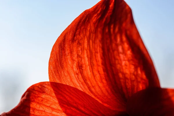 Bröllop dekorationer tema, röda blommor i vita inre — Stockfoto