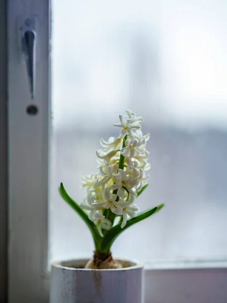 Dekorasyon Tema düğün, çiçekleri beyaz iç ve eski kazanmak — Stok fotoğraf