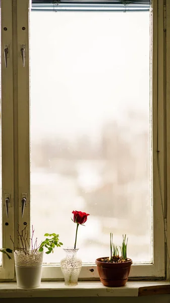 Tema de decorações de casamento, flores no interior branco e vitória velha — Fotografia de Stock