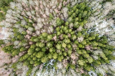 Drone görüntü. alanları ve ormanları ile kırsal bölgenin havadan görünümü