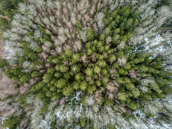 ドローンのイメージ。農村地域でのフィールド、森の空中写真 — ストック写真