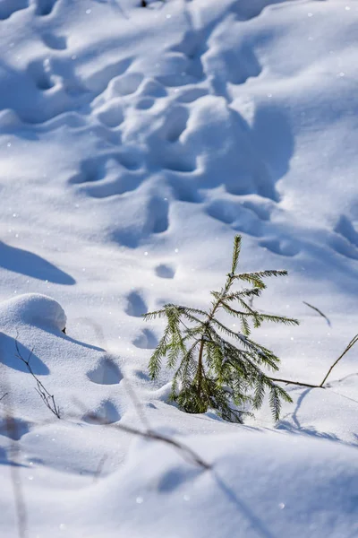 Ombres dans la neige. hiver à la campagne — Photo