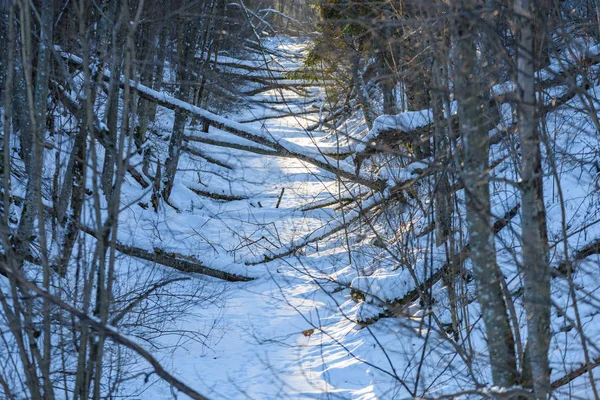 Sombras na neve. inverno no campo — Fotografia de Stock