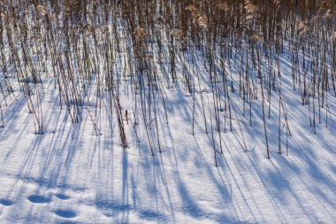 eski çim bents kışın kuru.