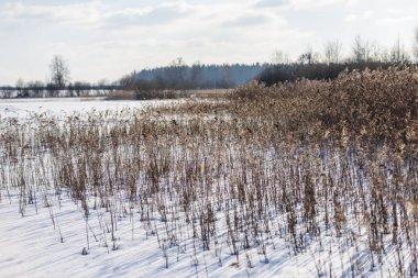 eski çim bents kışın kuru.
