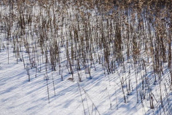 Régi száraz fű történő kanyarodáskor télen — Stock Fotó