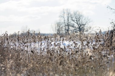 eski çim bents kışın kuru.